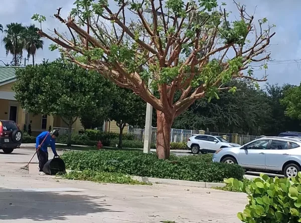 tree-services-lake-worth-fl (1)
