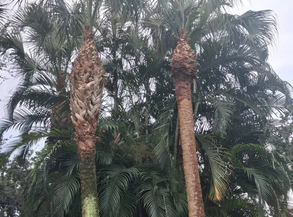tree-services-lake-worth-fl (9)